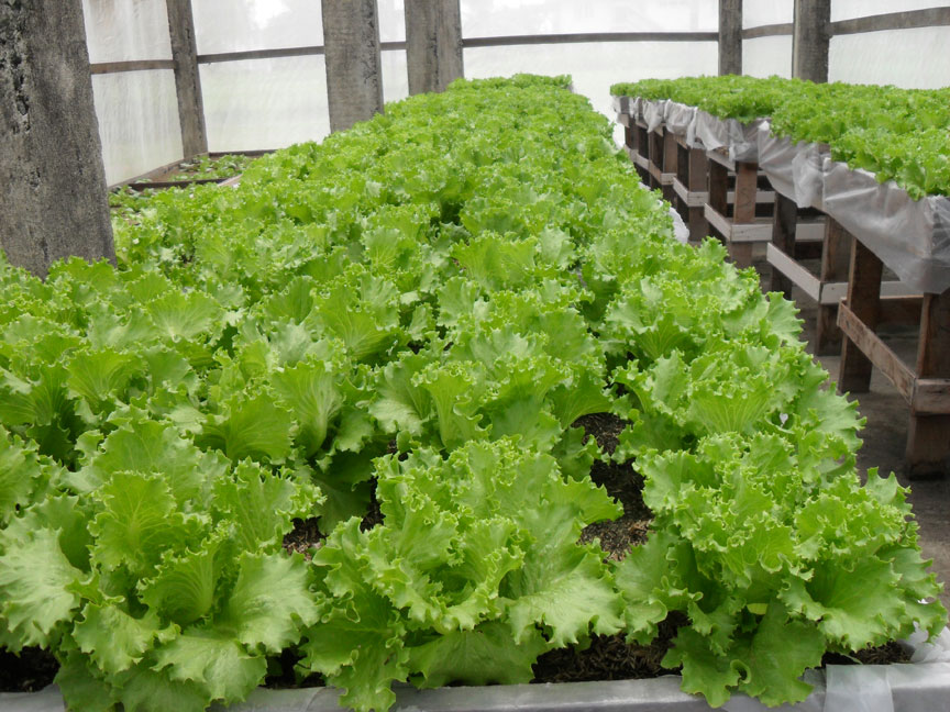NARI pushes Hydroponics farming – Kaieteur News