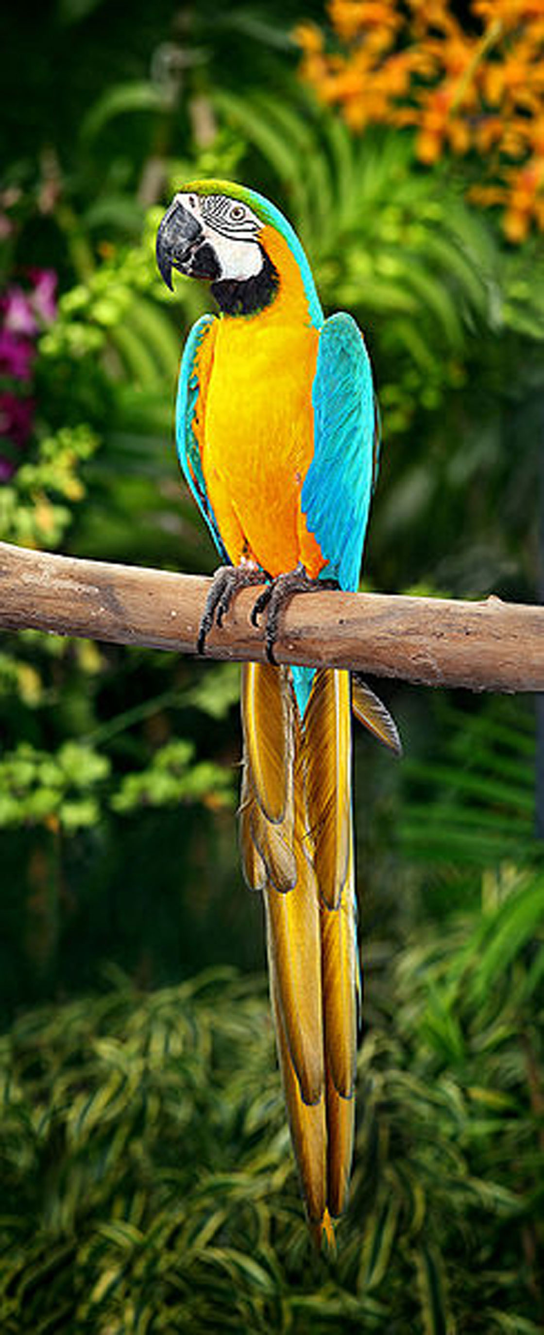 Macaws+as+pets