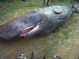 whale was identified by villagers as a black whale, swam ashore on ...