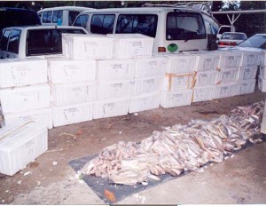 The cocaine was in containers laden with frozen fish and was also in brick form [CANU photo)