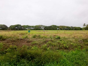 Several pickets were erected by squatters to demarcate plots of land on the pasture.