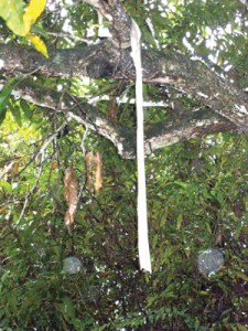 The cement sling which was hanging from the tree, over the body.