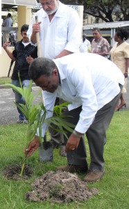 Prime Minister, Samuel Hinds plants the Supari palm outside the Faculty of Education yesterday at the University of Guyana 