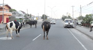 Cows on the Providence Public Road