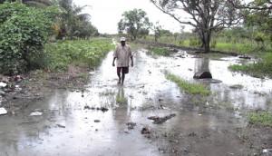  One of several cash crop farmers who reside along the Canal #2 walking through waters that he said came as a result of the pump not being turned on and the koker being closed.  He estimates his losses of cash crop at close to $200,000. 