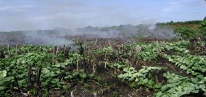 Smoke billows from among the crops.