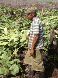 Thakurpersaud Lookram surveys his crop.