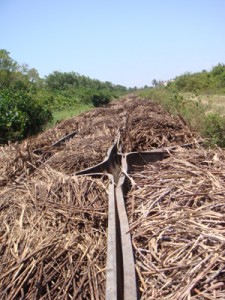 Punts of sugar cane left lying over the past four days due to the non-operation of the Uitvlugt Sugar Estate. 