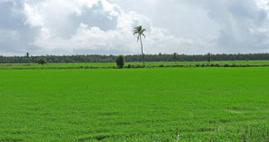 Many farmers gambling on last year’s high prices planted more rice this crop