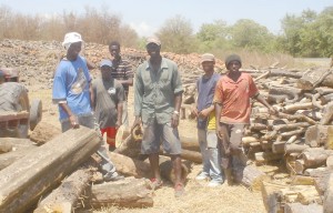 Roberts and some members of his team, harvesting a completed heap in the background at Profitt and preparing another one for firing.