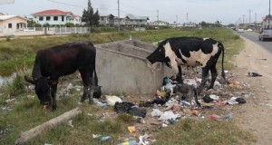 Cows pull refuse from this garbage container
