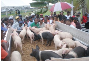 Minister of Agriculture, Robert Persaud, and farmers examine the pigs yesterday.