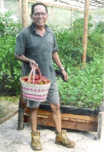 A happy looking Vivian Fredericks with part of a harvest of tomatoes grown hydroponically.