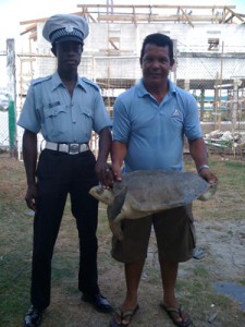 Romeo DeFreitas guided by police returned the sea turtle to its natural habitat.  