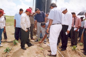 Officials observing one of the first Drip Irrigation projects in Guyana 