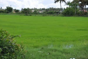 Despite the El Nino weather conditions which ravaged lands across the country earlier this year, authorities say that the first rice crop has surpassed last year’s high.