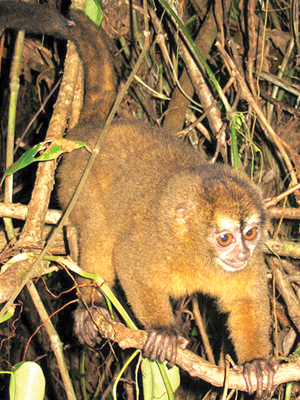 New World monkey - Wikipedia
