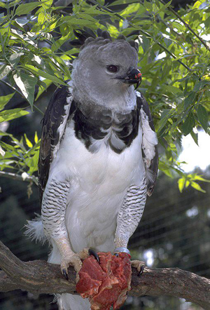 Nature's most powerful: The harpy eagle, Local News