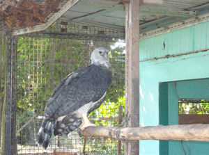The Harpy Eagle (Harpia harpyja) - Kaieteur News