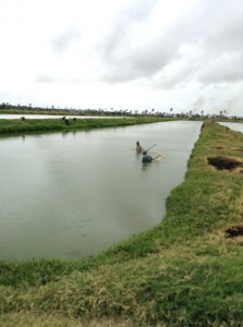 A small section of Sankar’s 50-acre aquaculture farm.
