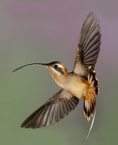 Long-tailed Hermit 