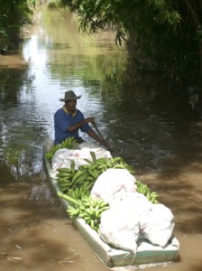 Paddling out to the backdam with a boatload of plantains 