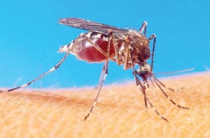 The Chikungunya carrying mosquito 