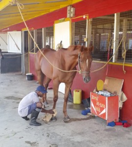 One of the horses, Grande Roja, being attended to, at the Jumbo Jet Stables. 