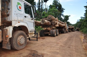 These Bai Shan Lin trucks were parked in the Kwebana forest concession, Region One last week. GFC said Monday that no logging took place there this year. This photo clearly says otherwise.