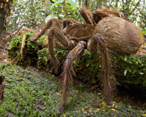 spider goliath largest birdeater guyana giant rainforest scientist puppy spotted piotr spiders bird eating naskrecki sized south shocks terrifying initially