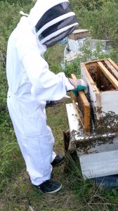 Gilead checking one of his hives at home recently
