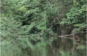 A jungle creek in the North West