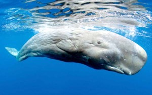 Pygmy sperm whale