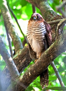 Barred-Forest-Falcon