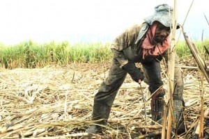 The Sugar Association of the Caribbean is exploring options with US experts to help boost cane production.