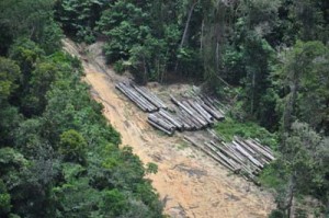The report also finds fault with efforts to curb abusive practices and deforestation.