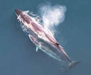 An aerial view of a female Sei whale and her calf