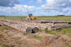 The Guyana Forestry Commission said that the 21 percent increase in log exports last year was due mainly to the Wamara and other lesser used species of wood.