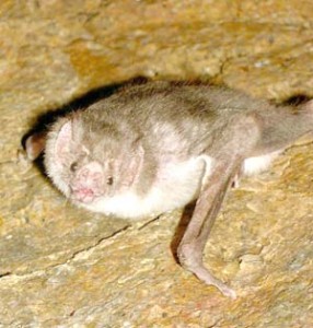 Common Vampire Bat 