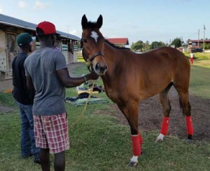 Well prepared and acclimatized and ready to go-all eyes will be on Tiz  A Holiday as it makes its entry into racing in Guyana.  