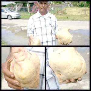 Composite picture: Roy Durjodhan proudly displays his jumbo sweet potatoes 