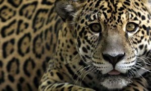Guyana’s unspoiled rainforest is home to the country’s national animal; the jaguar.