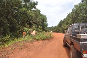 A section of the carriageway that leads to Lethem being cleared of trees hanging onto the roadway.