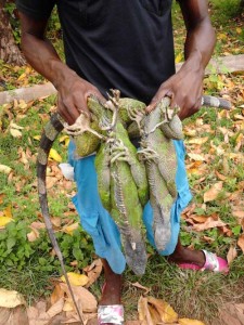 There is a significant demand for wildmeat in Guyana.