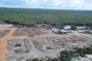 A local forestry expert has urged the new administration to review the operations of Asian logging companies.