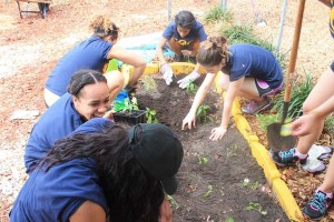  A group of ICO volunteers hard at work