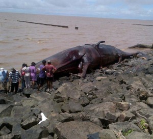 The 50-foot whale carcass which was found on the seashore.