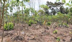 Region One cassava trees suffering from 2010 water shortage 
