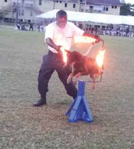 Unafraid: One of the police dogs proves its agility 