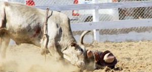 The saying goes, ‘Don’t mess with the bull or you will get the horns’ stands true in this case for this Vaquero during the Bull riding contest. (Banks DIH photo)